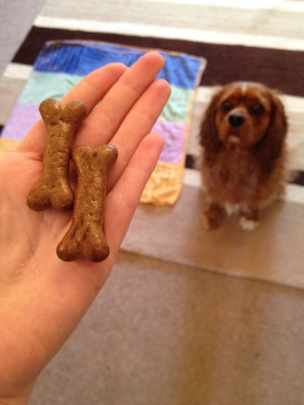 Get treats at the ready!