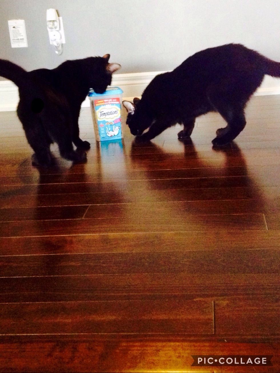 Get you cat(s) and treats in the same spot so that you have the treats near by.