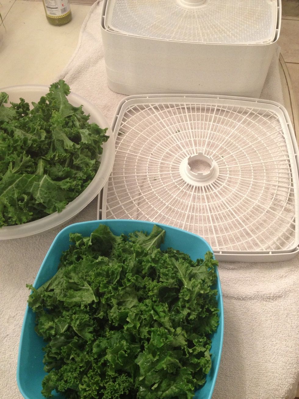 Get your assembly line ready. Get your trays ready. Place your kale in a bowl or two bowls.