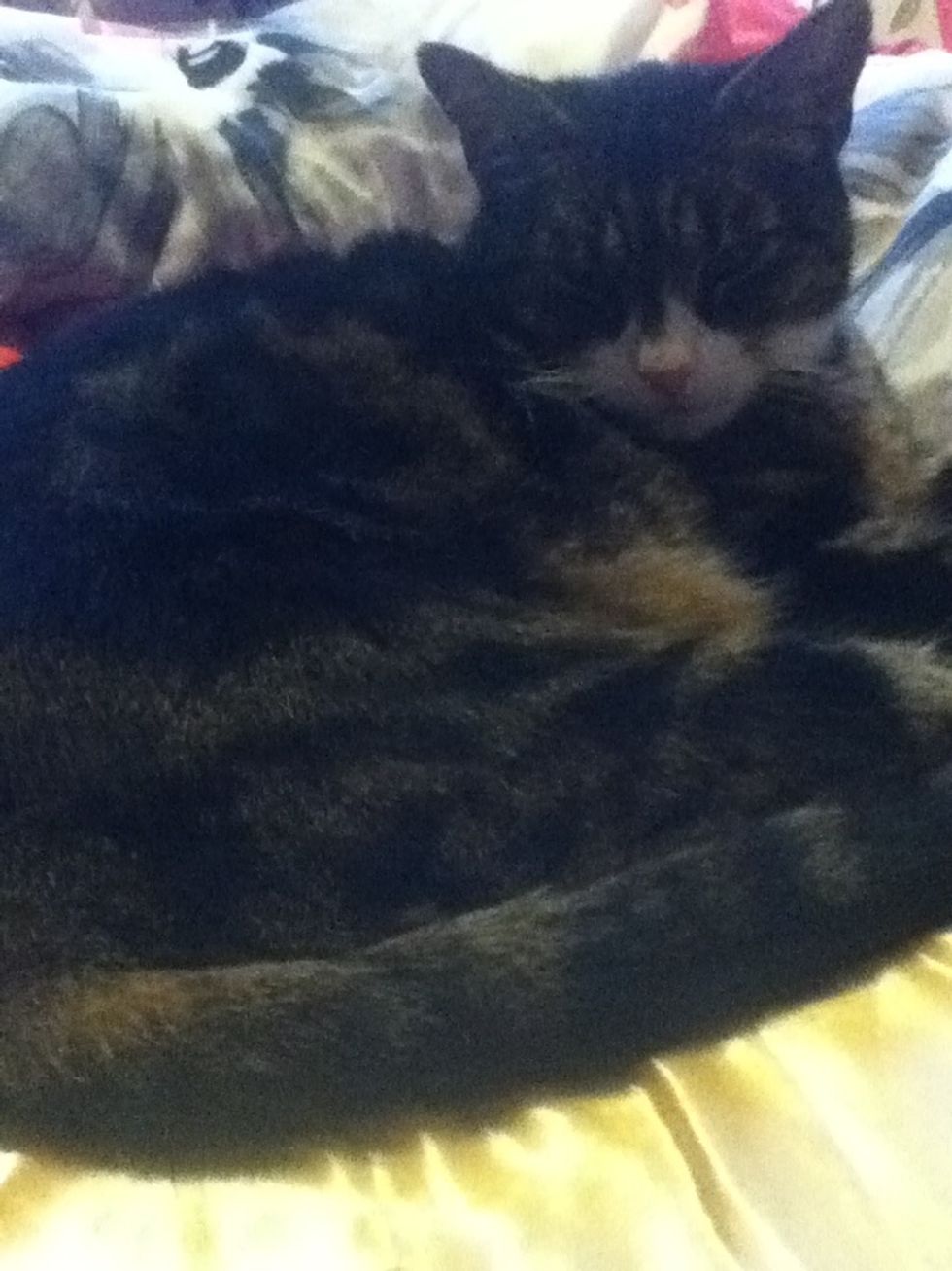 Get your cat. This is Jules :)