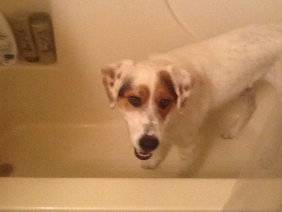 Get your dog in the tub.