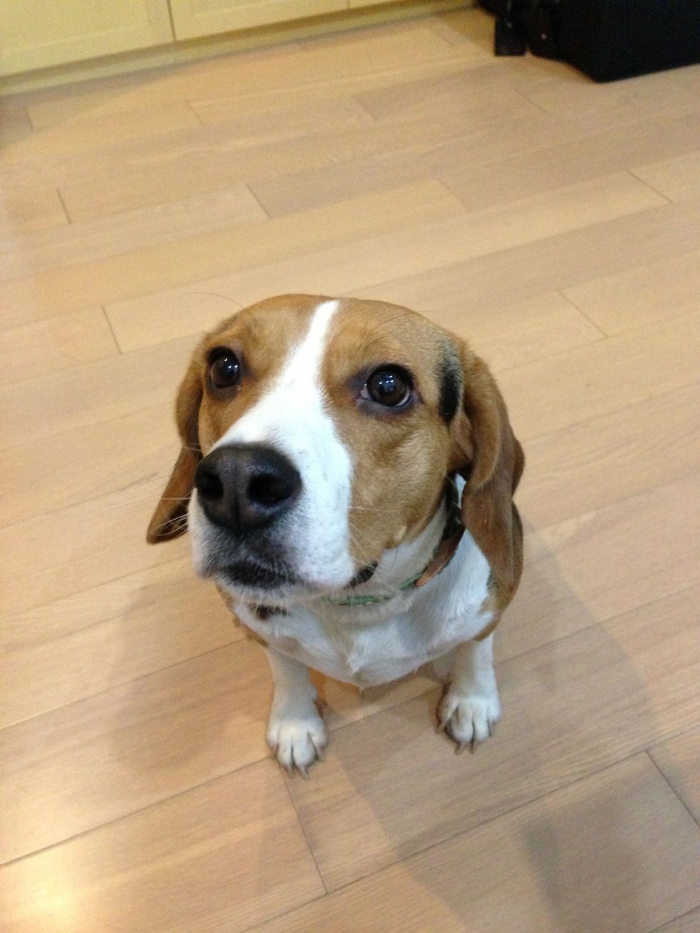 Get your dog to calm down