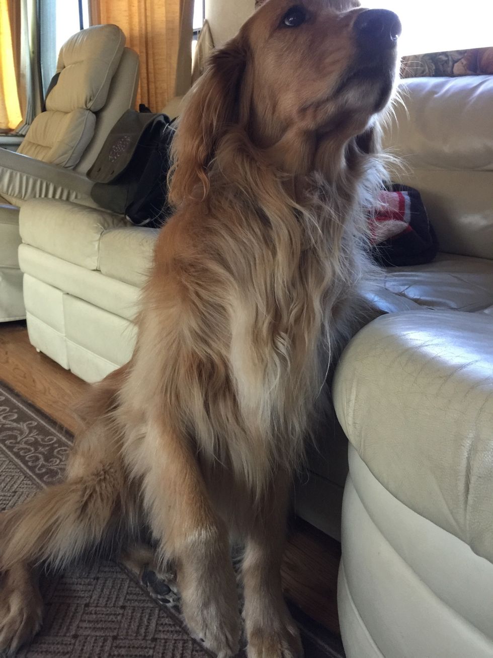 Get your dog to sit, like so...