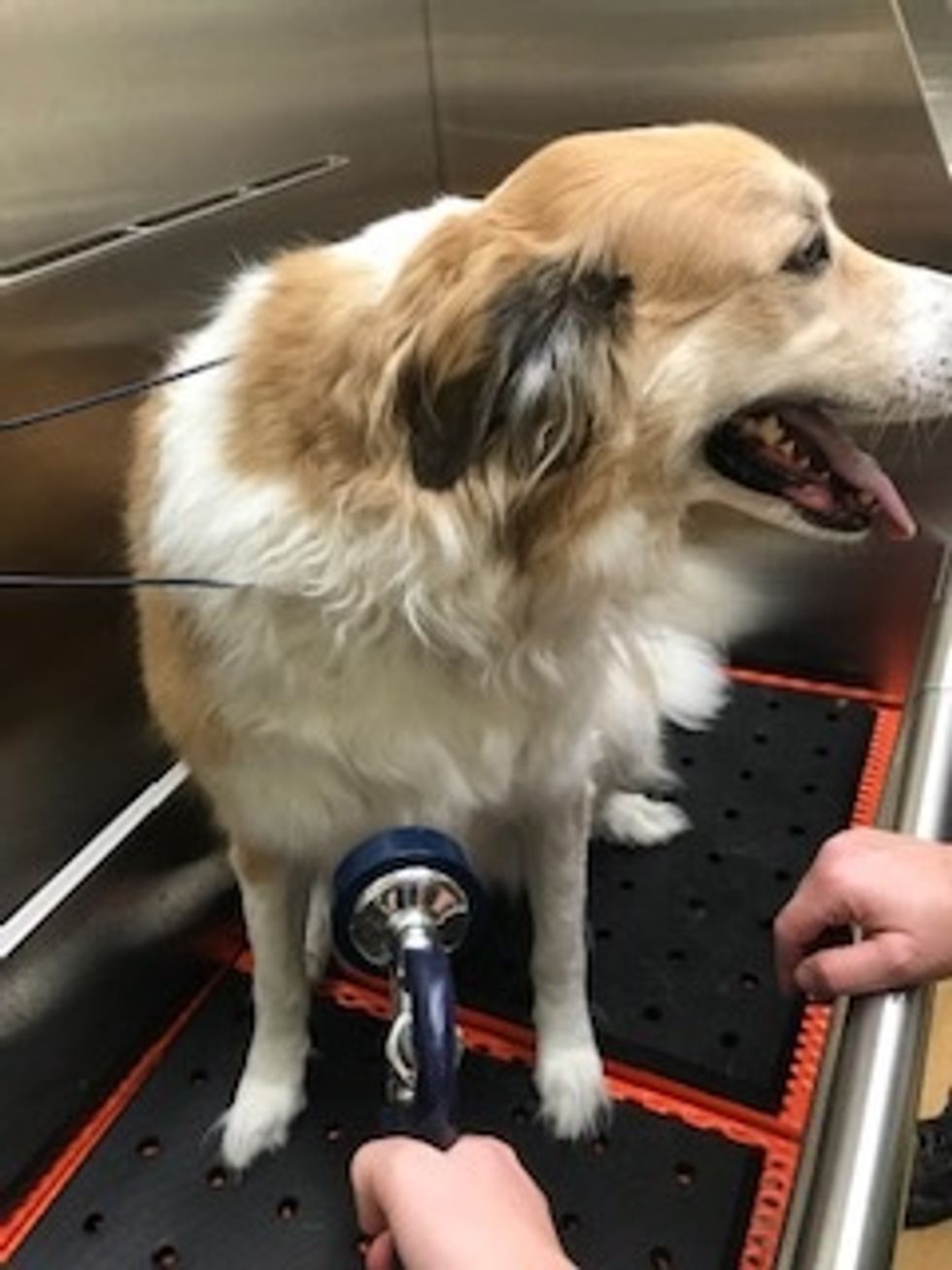 Get your dog wet with water.