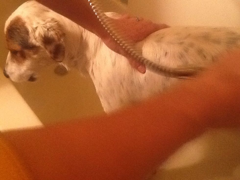 Get your dog wet.