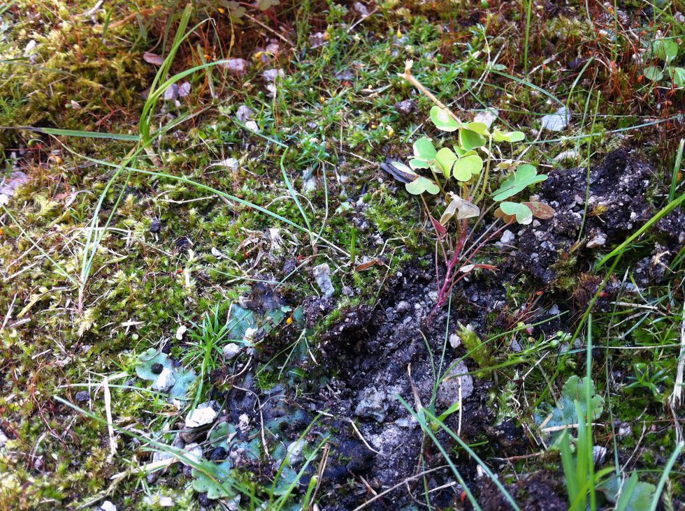 Get your little plant, make sure to not damage the roots.