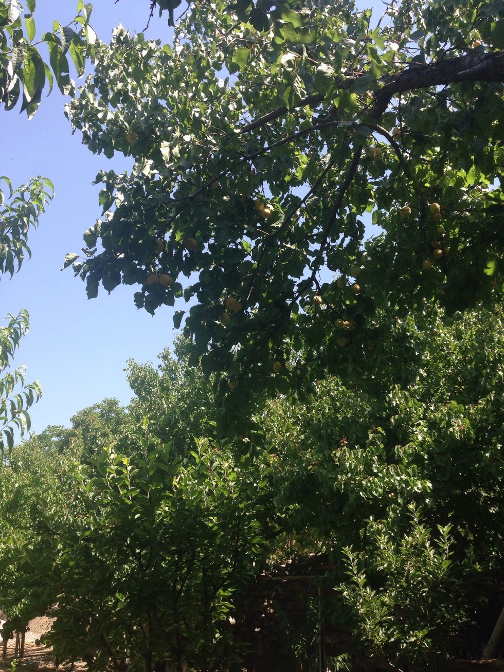 Get your seasonal fruits. I get mine right away from our garden.  This is an apricot tree