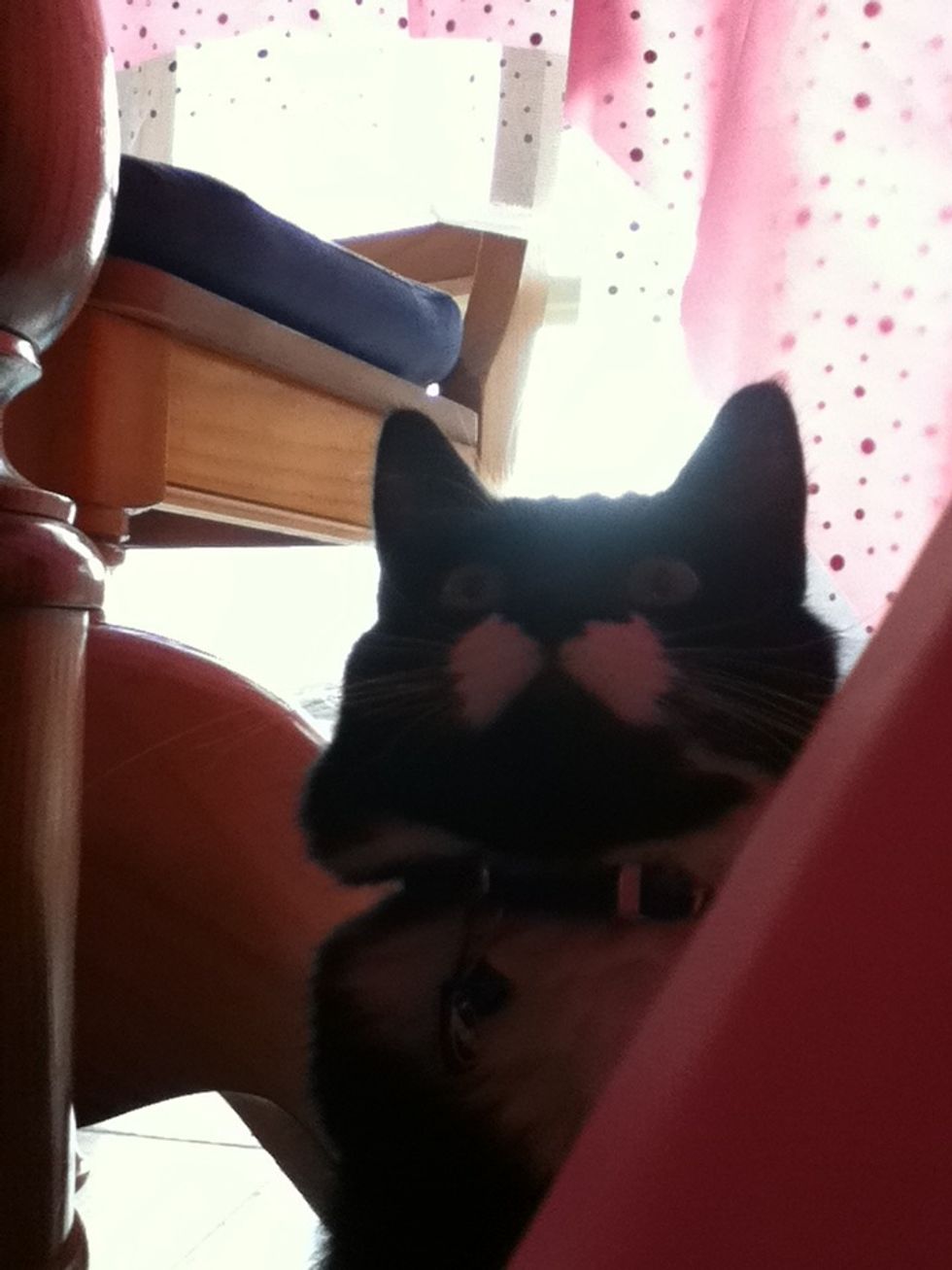 Get your someone or something I chose socks my kitten