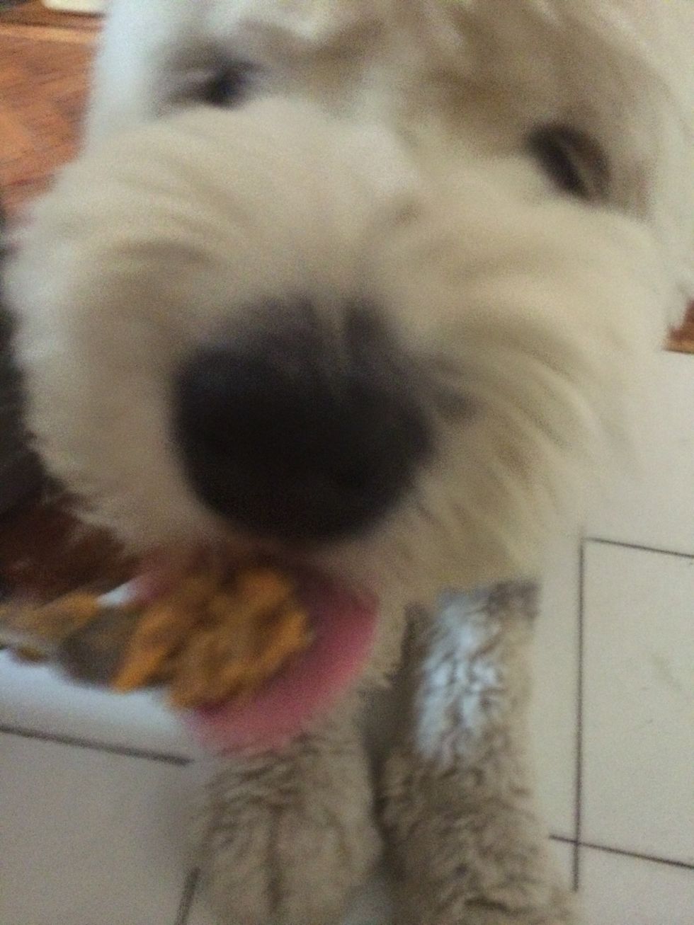 Give a bit to your patiently waiting dog to see how they like it.