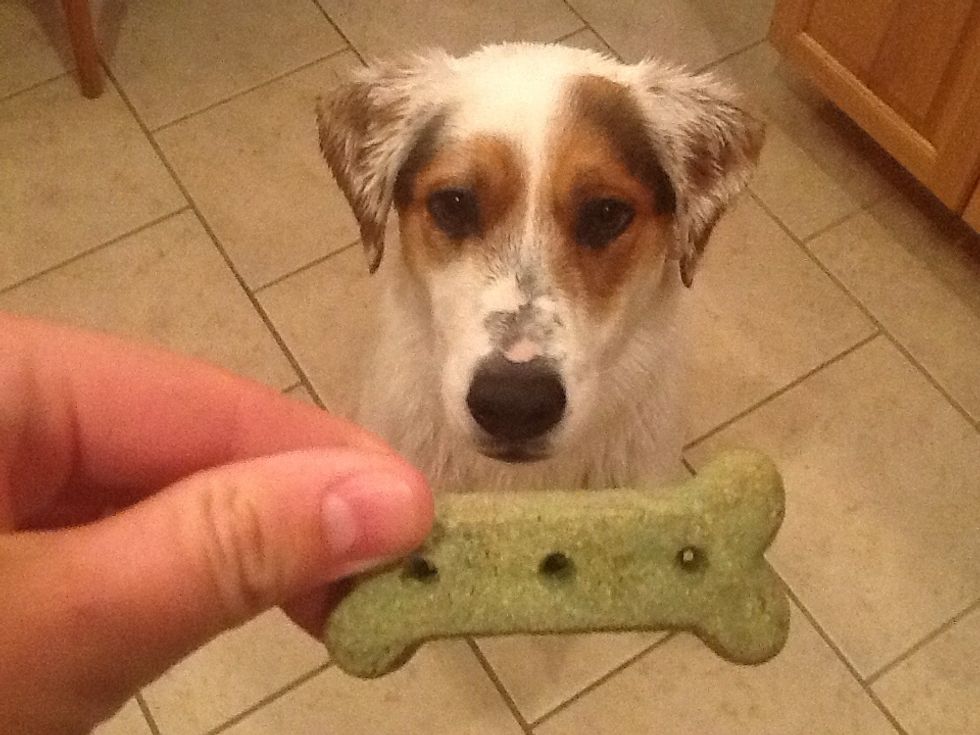 Give him a treat and you are done washing your dog!