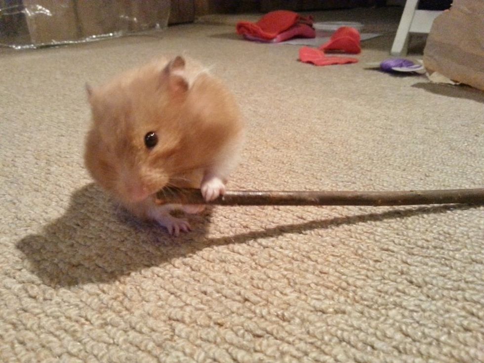 Give them a willow stick to chew on, hamsters LOVE them and also helps their teeth. For a treat I dip the stick into peanut butter! (But ONLY for a treat)