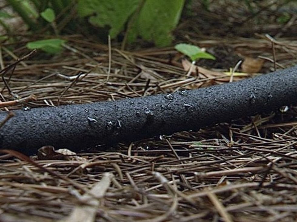 Give them moderate amounts of water on a regular basis