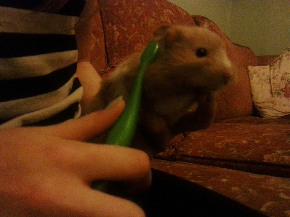 Give your hamster a brush! It relaxes them and keeps their fur silky and removes any dirt or dust. I use a spare toothbrush to groom my hamster.