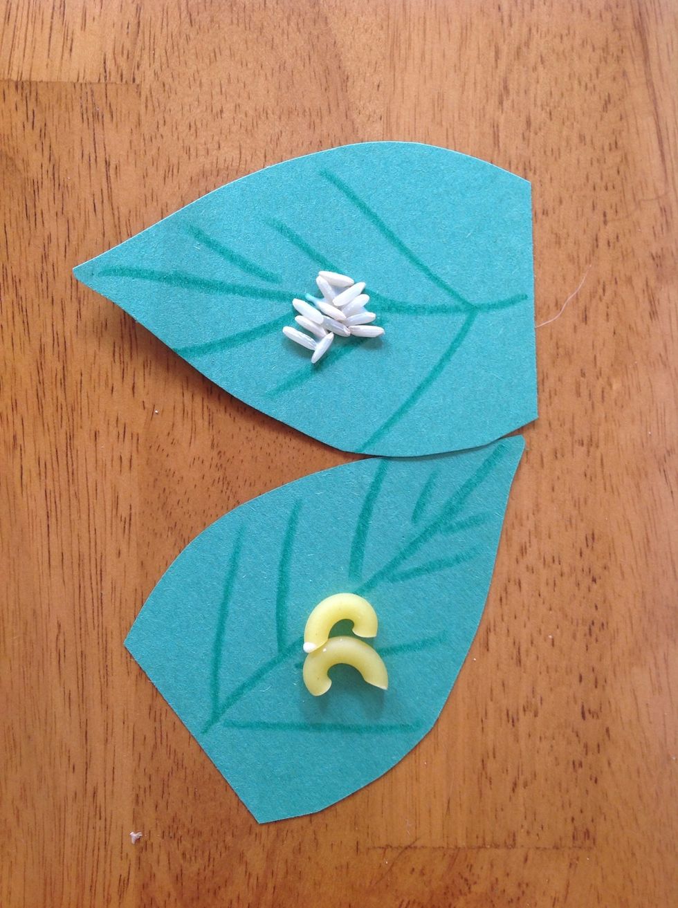 How to make a model of a butterfly life cycle - B+C Guides