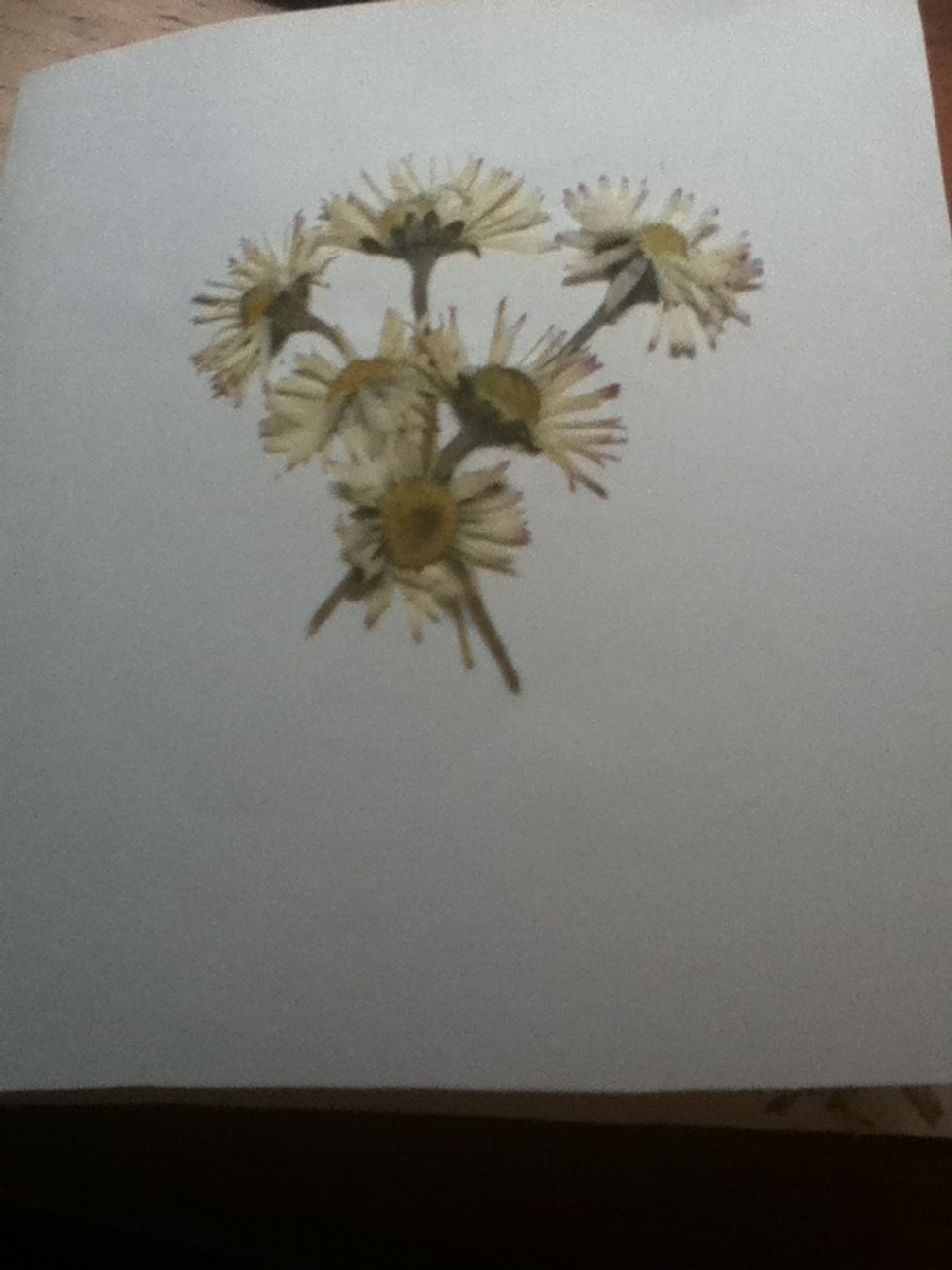 Glue your flowers down, including the stems.