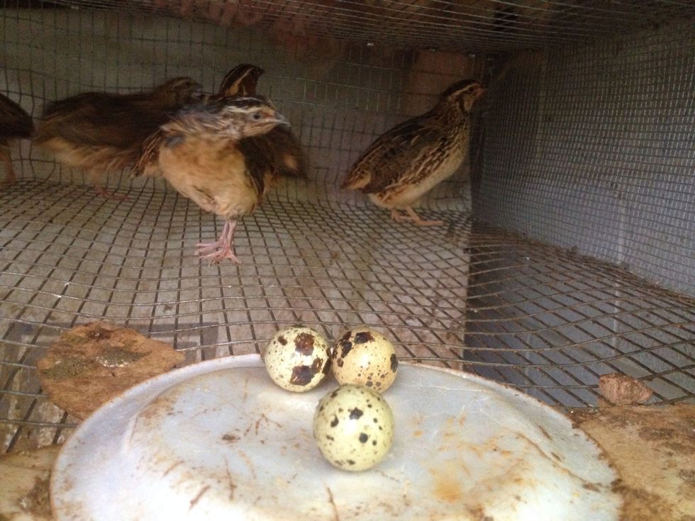 Go down to the quail enclosure and select the eggs from the most friendly quail