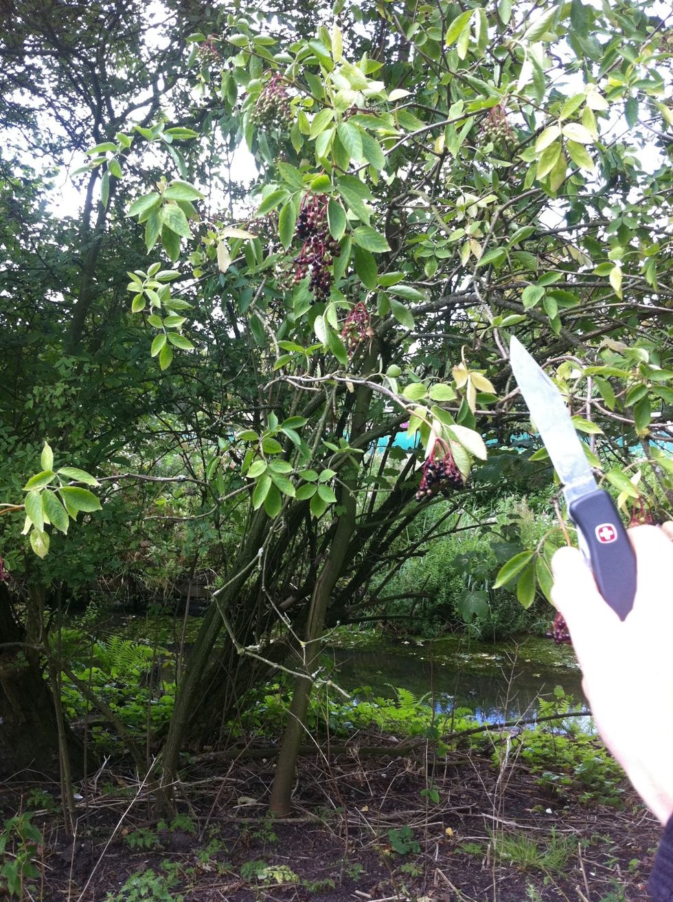 Go out and find yourself a fine elder.