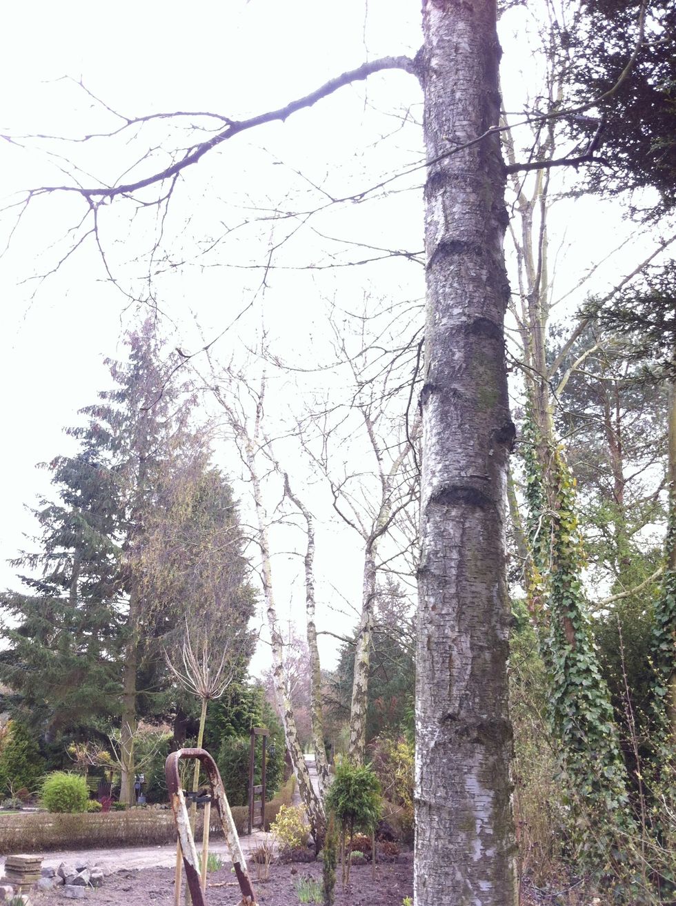 Go out and find yourself a nice juicy full grown birch. Ask it if it's ok if you tap it.