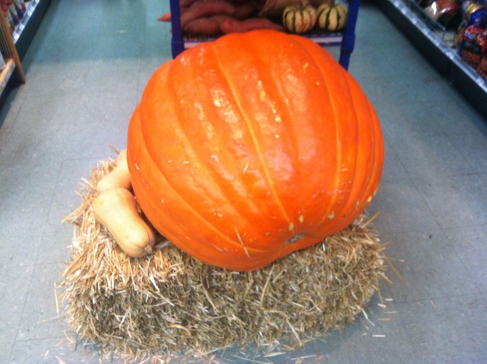 Go shopping for a pumpkin. Don't buy one this big!