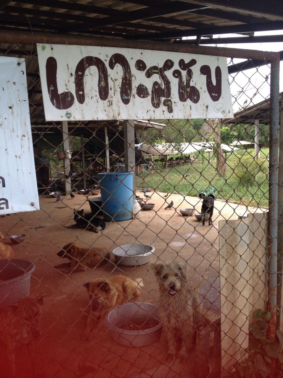 Go to some animal shelters