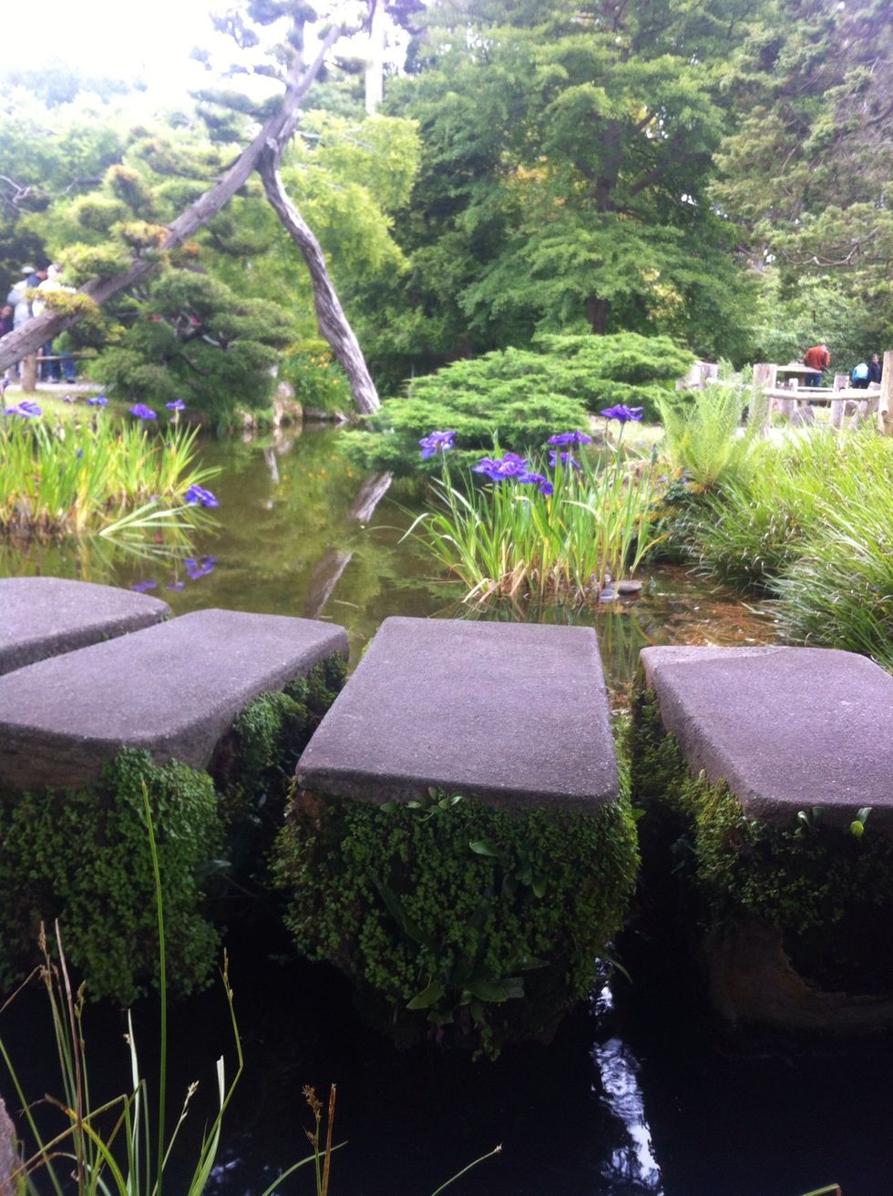 Go to the Japanese tea garden (so cool!!)