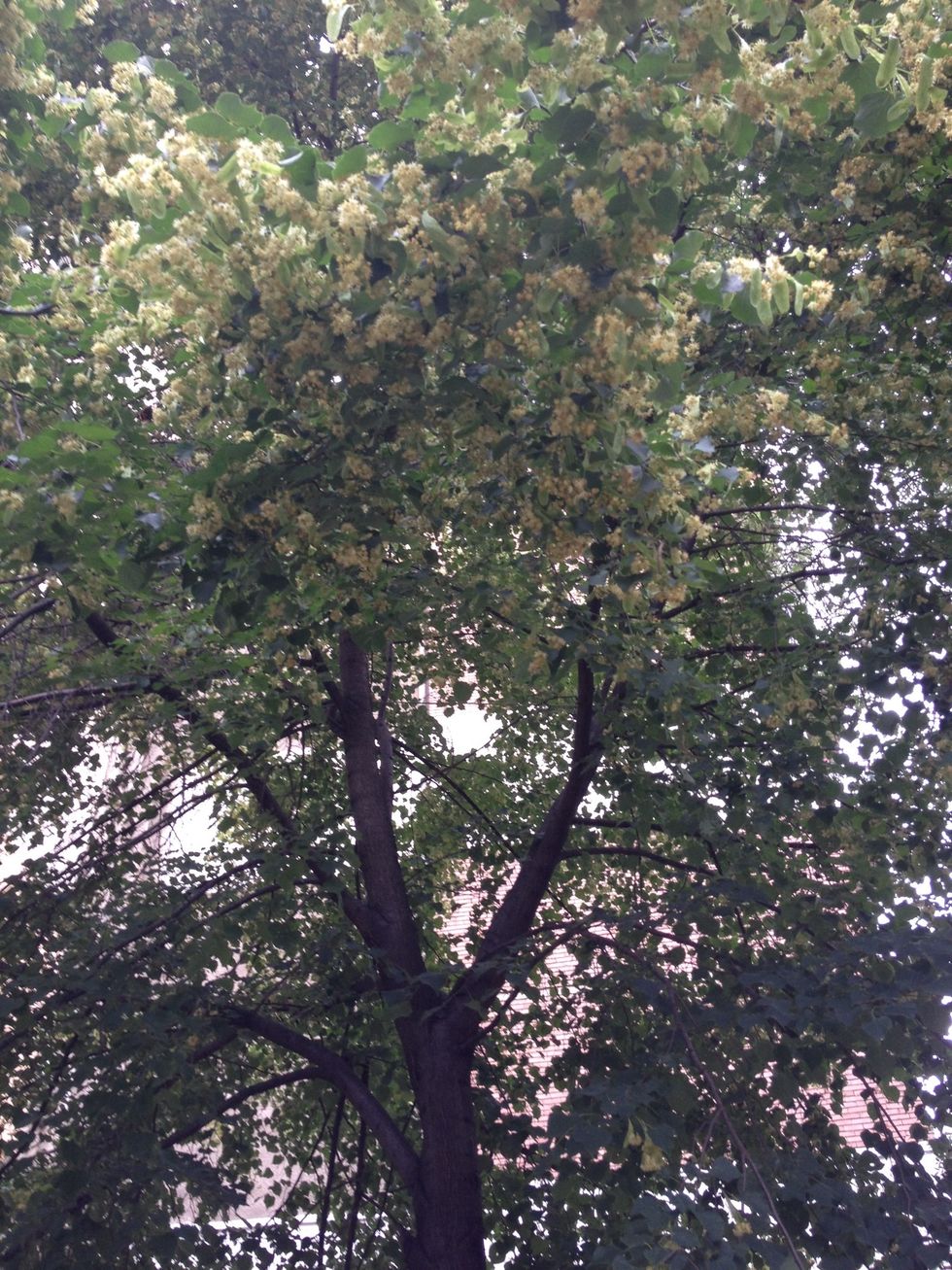 Go to the park.Go with your friends on a picnic or just watch the beautiful landscape.