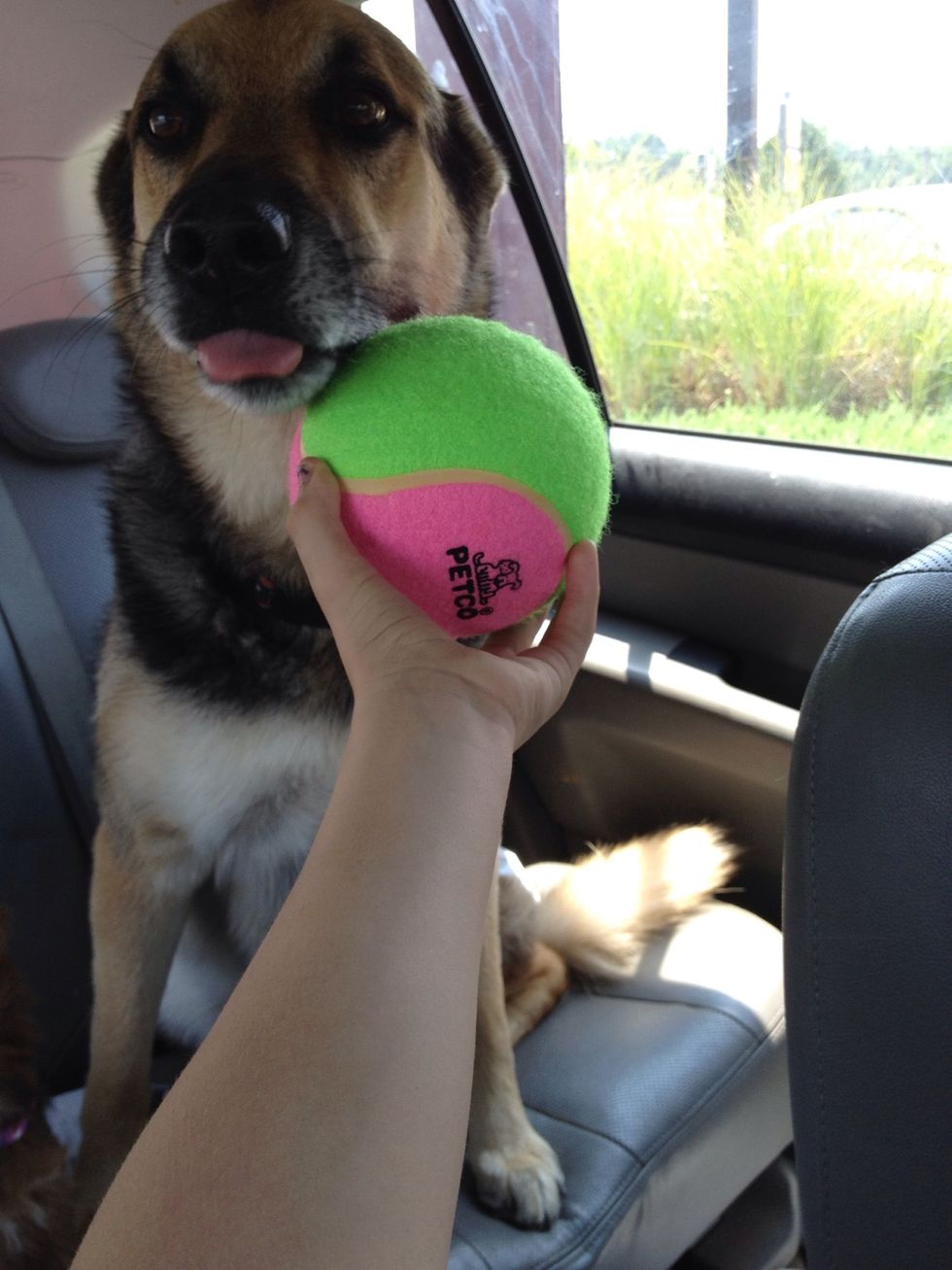 Good boy! Good luck! \ud83c\udf40