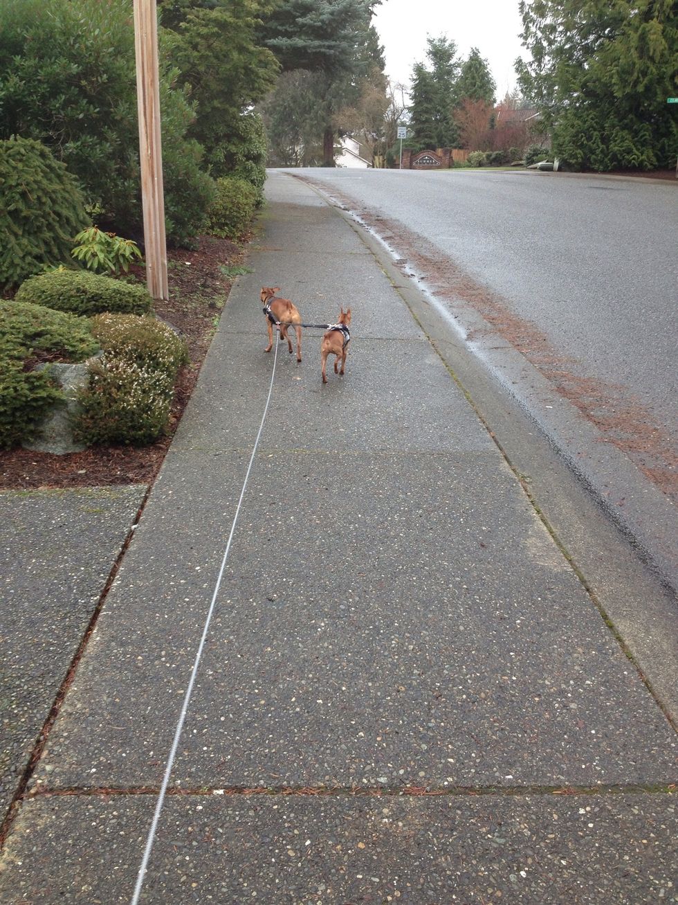 Good puppies staying on the sidewalk \ud83d\ude04