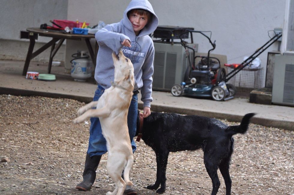 Good watch dogs Maxxy (tan) and Molly (black).