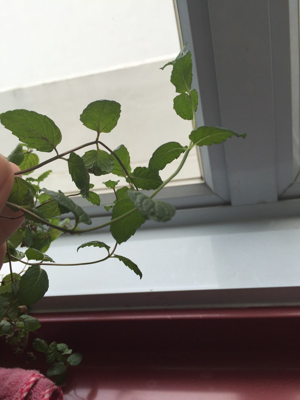 Grab 6-8 mint leaves