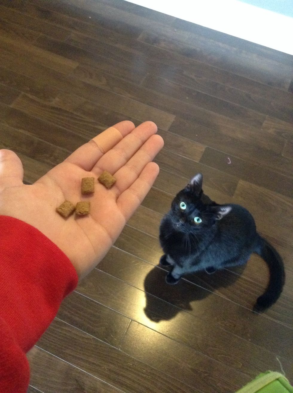 Grab some treats and put them in your hand.