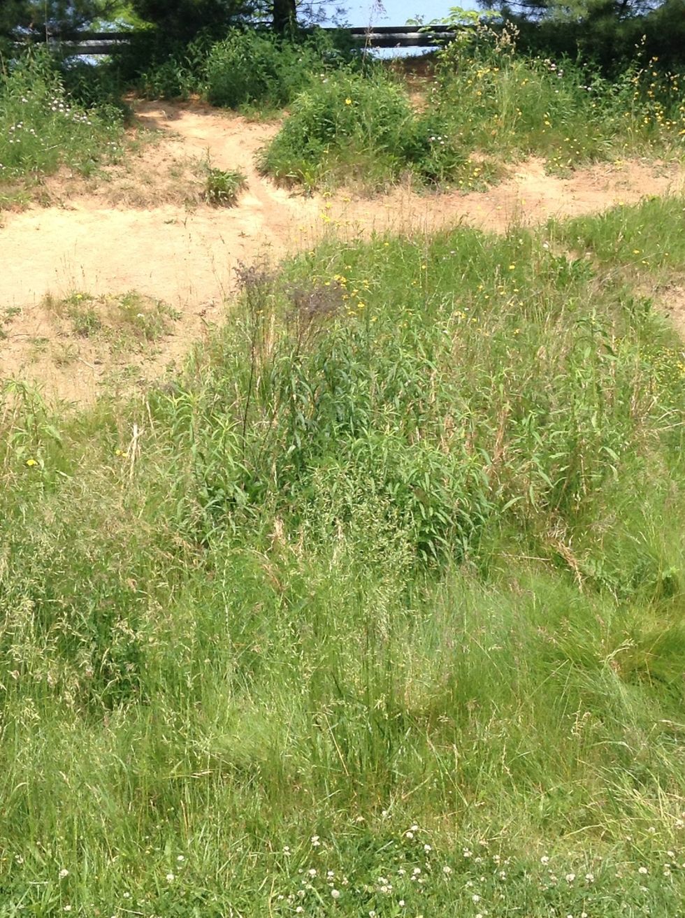 Grass is a way to stop weathering since the roots keep it together so it wont break apart.