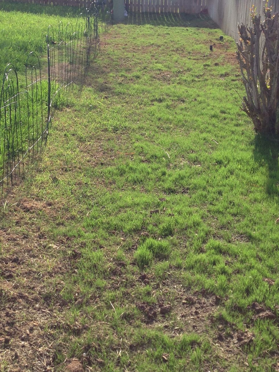 Grass will begin to fill in as you continue to water and care for it.