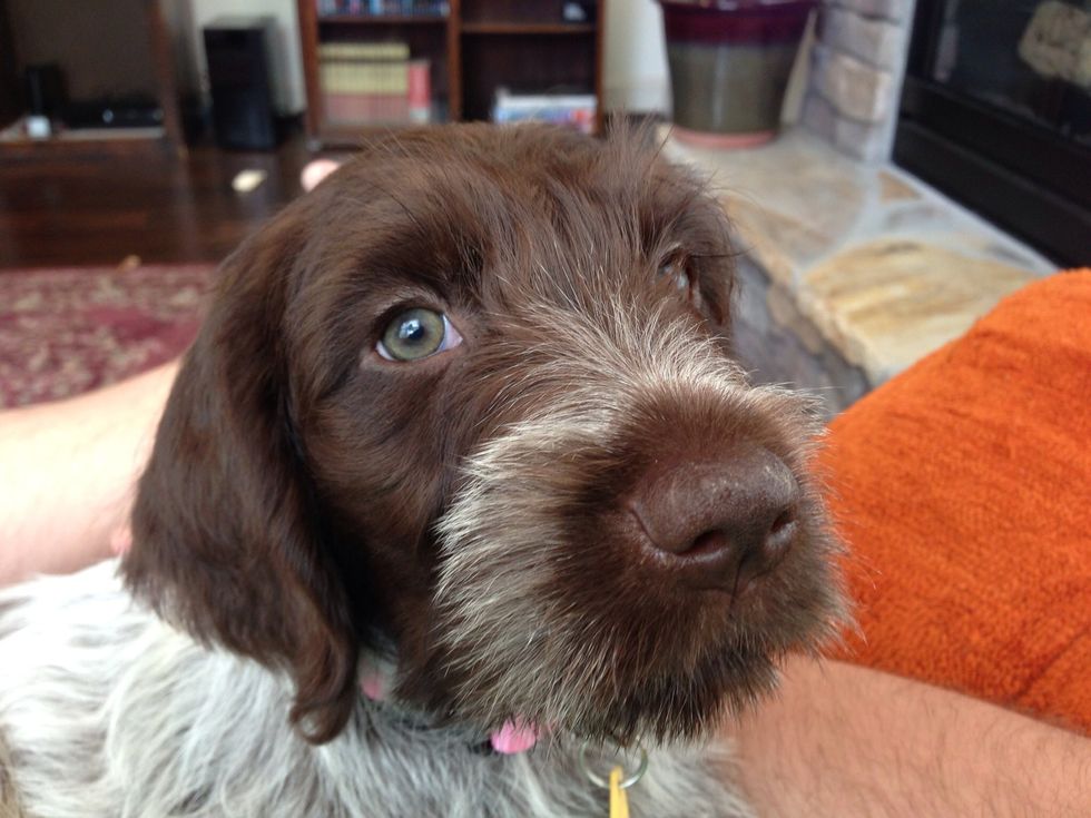 Great things are worth the wait. I got Monster at 8 weeks (pic), and you'll get your amazeballs vanilla extract in 8 weeks. Put it in your spice cabinet and fuggeddabouddit. Set an alarm. I'm excited.