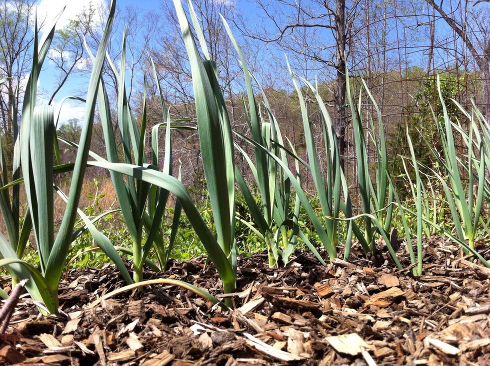 Grow your own organic, heirloom hard-necked garlic from cloves or bulbils OR get from local farmer's market. Best when young & tender before it's bulbs have fully formed. Garlic scapes are fine too.