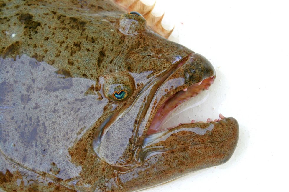 How to remove halibut cheeks B+C Guides