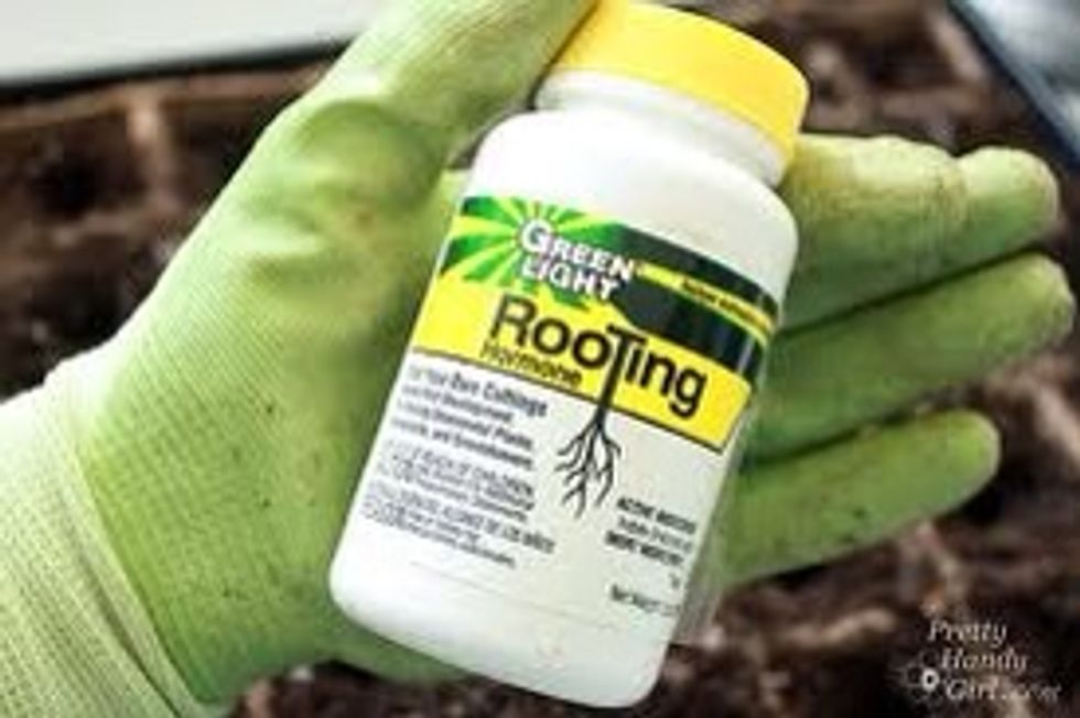 Handiest tips:Some people dip the cuttings ends into a "rooting hormone". It adds a bit more expense, but its growth promoting elements give the cuttings a better start. Available at gardening stores.