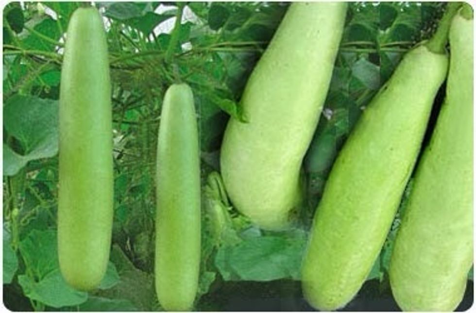 Handvo is traditionally made with Bottle Gourd, which is a large pale green squash, like so. It can however also be made with zucchini.