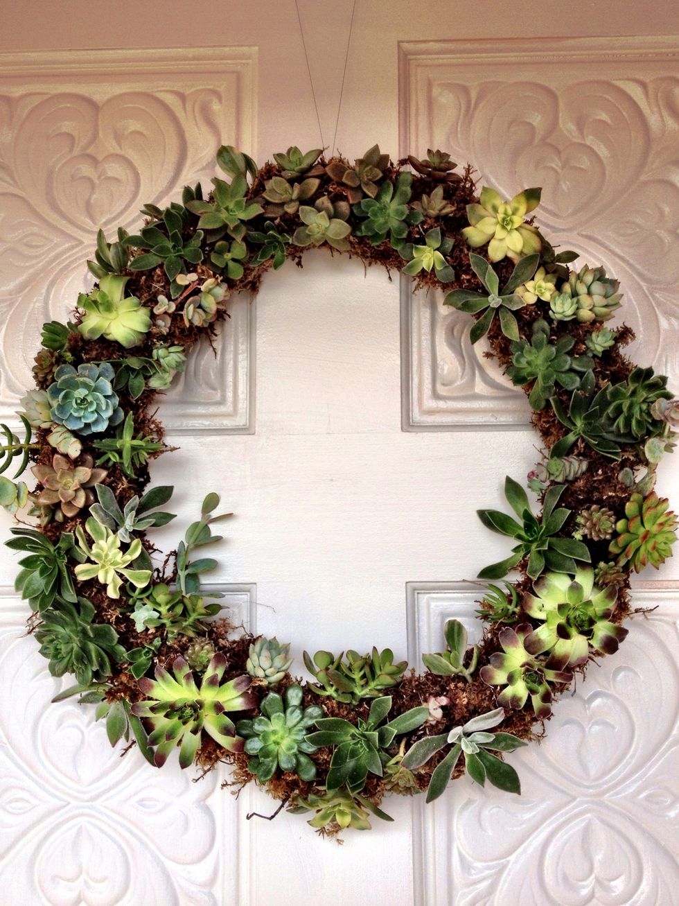 Hang and enjoy. To water, soak the wreath in water so that the Sphagnum Moss is completely wet. Allow water to drain before rehanging. Water about once a month or more often in hot, dry weather.