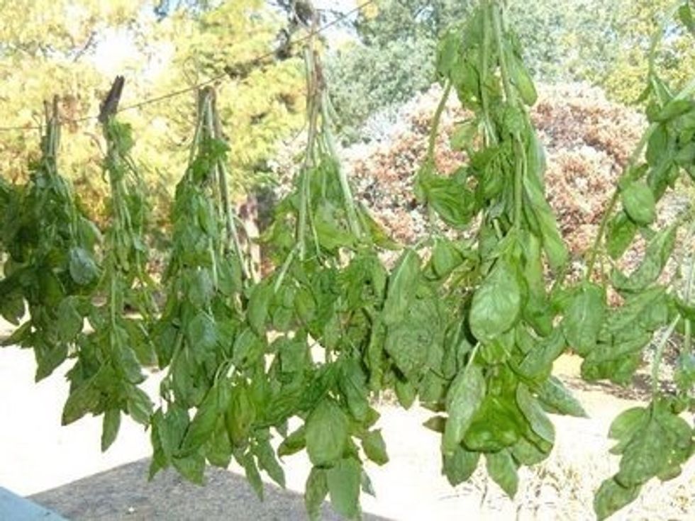 Hang bunches of stems up to air dry.  We also keep basil cuttings in water in a little gatorade bottle on our dinner table for easy access - whatever works
