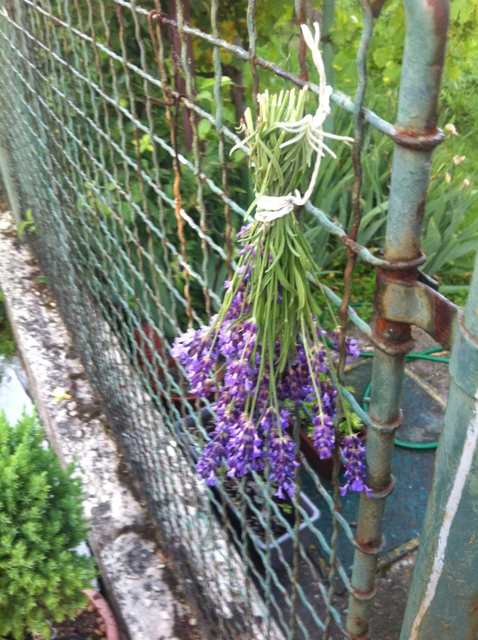 Hang flowers down - best place will be in a shadow or dry warm spot. And tada, hand picked lavender can be used as a great repelent against mosquitis or be placeed in a closet to keep back the moth