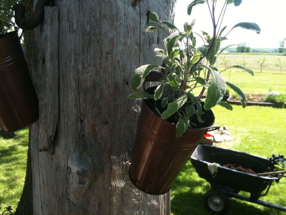 Hang the next pail of herbs!! Don't forget to drill holes in the bottom of the pails for drainage.