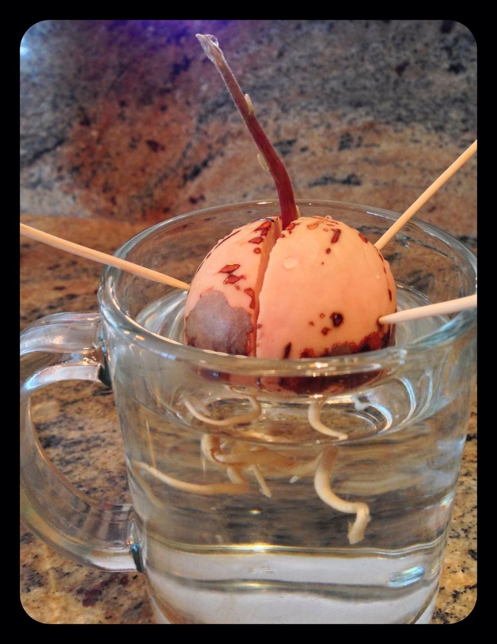 Happiness! I usually plant mine before the roots/sprouts are this large. You can plant it as soon as you see them. This works too.