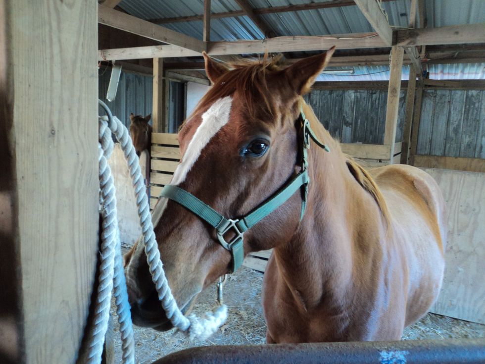 Harness your horse to make sure it doesn't run off. Tie the lead rope in a quick release knot encase it spooks.