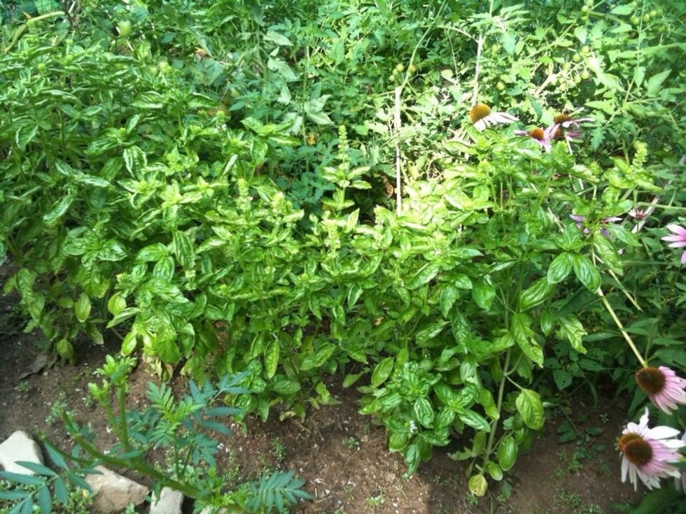 HARVEST. After your Basil is done for the season, the leaves are beginning to yellow or wilt, it is time to cut.
