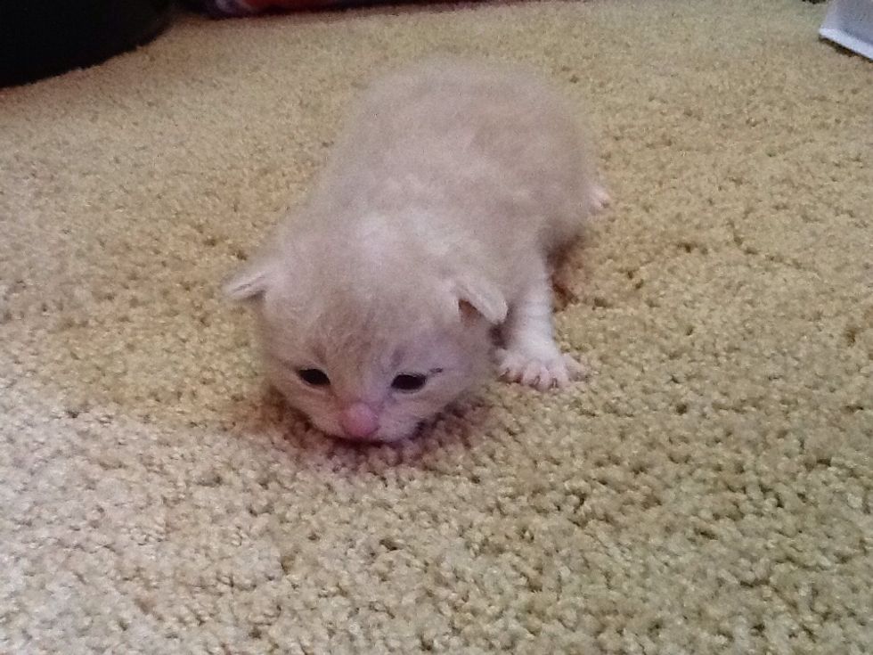 Have a cute cleaning buddy