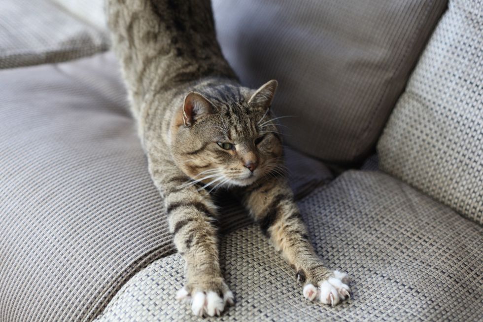 Have a stretch or do a yoga class with Dad's cucumber eating cat, Nail (yep that's his name and yes he eats cucumber). And start baking all your biscuits for 15 minutes on 200 degrees celsius.