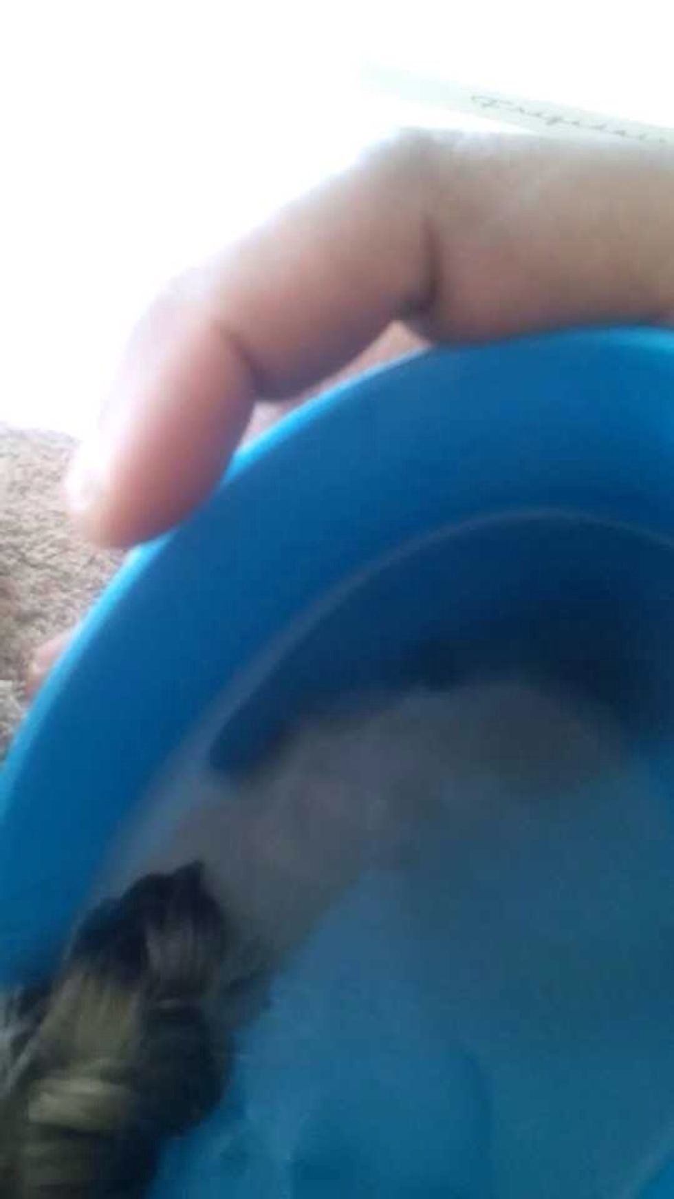Have someone dip each braid in the hot water in the cup for  5 minutes. They should use one of the small towels to hold the cup. Tell the person to put the water from the cup back in the pot.