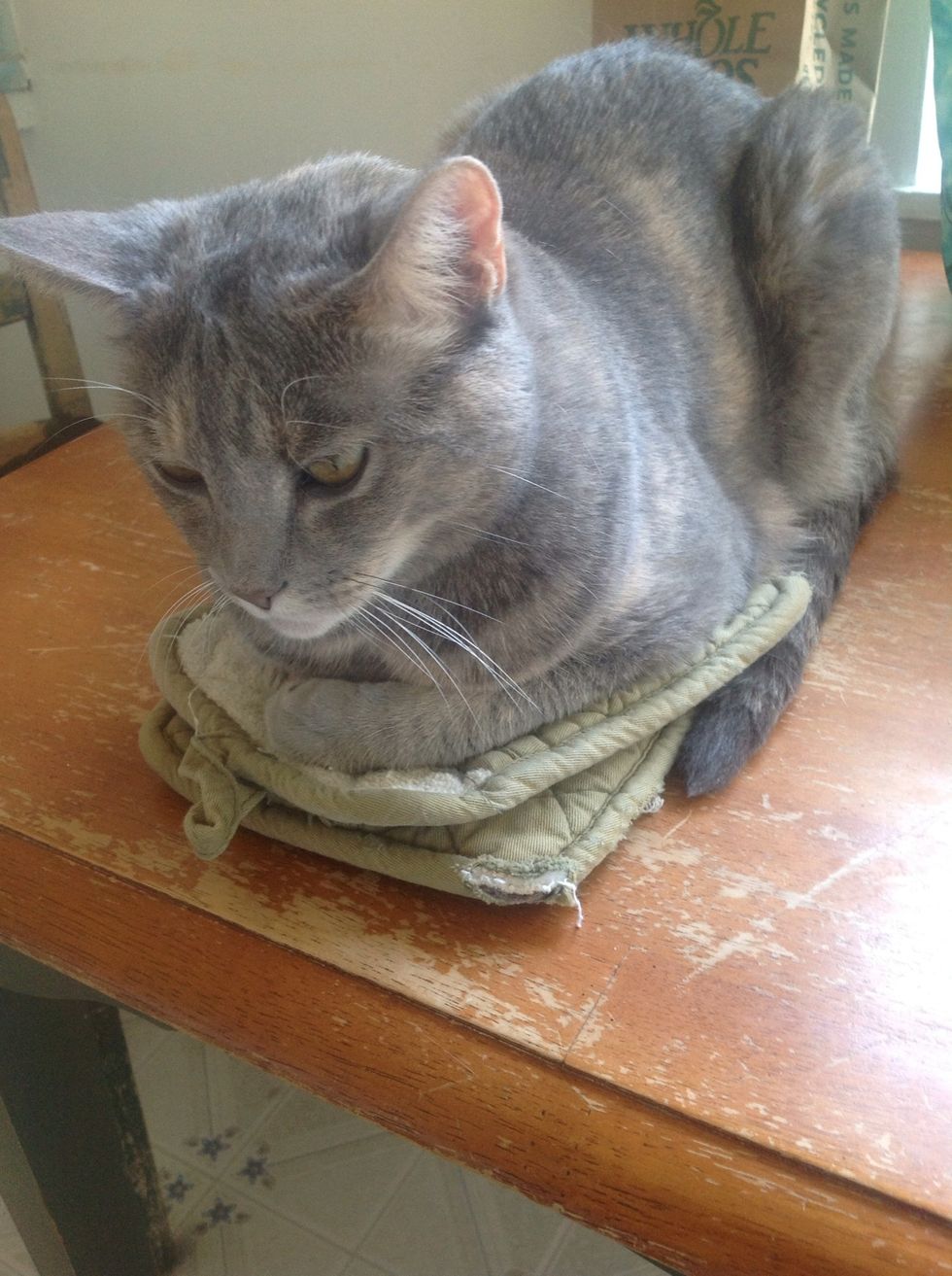 Have your cat warm your oven mitts.