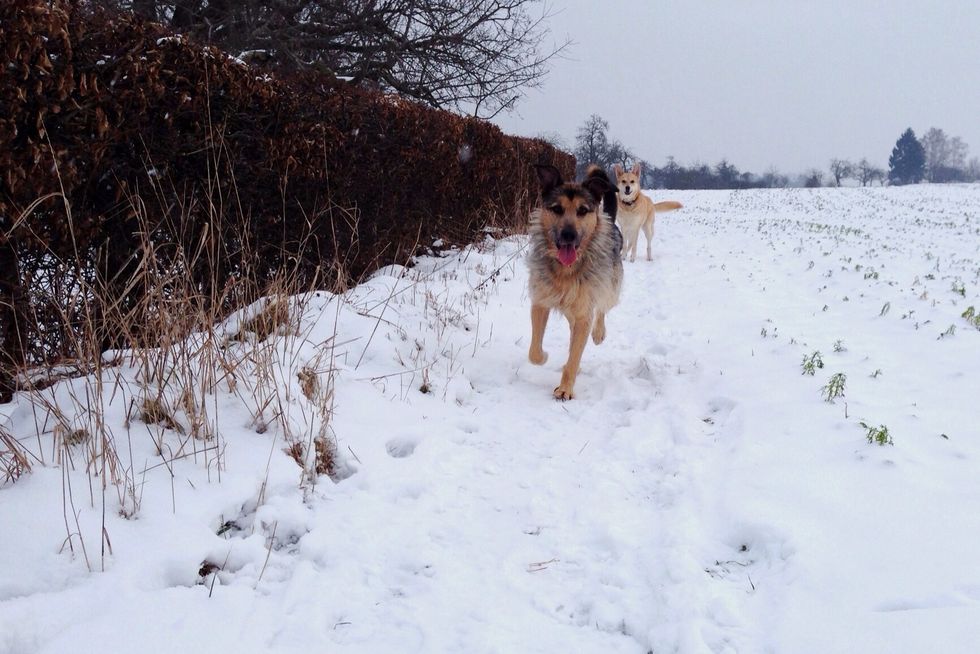 Having two dogs raises one problem: how do you handle both dogs when you walk them?